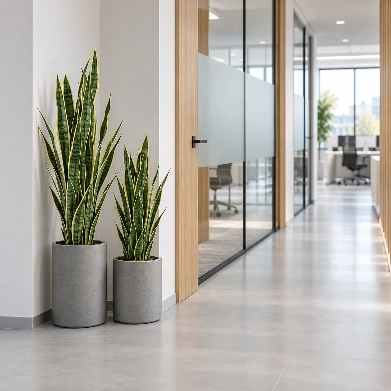 Two artificial snake plants in gray planters beside glass meeting rooms along an office corridor.